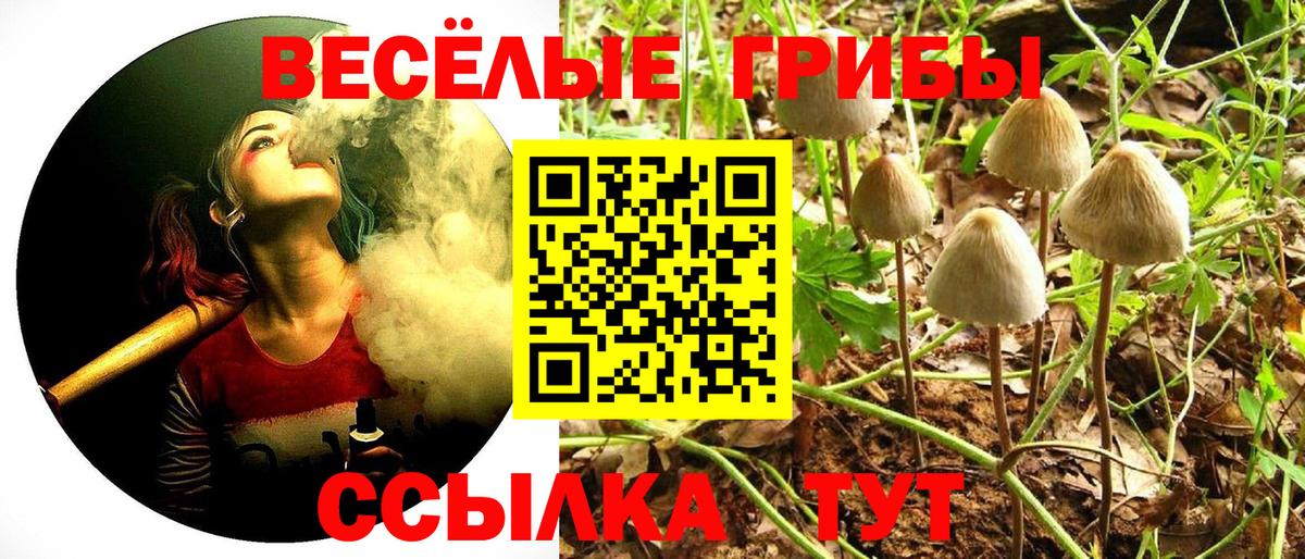 Черногорск  Псилоцибиновые грибы Psilocybine cubensis  Вход с VPN 
